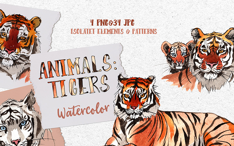 Állatok: Tigrisek akvarell Png - illusztráció