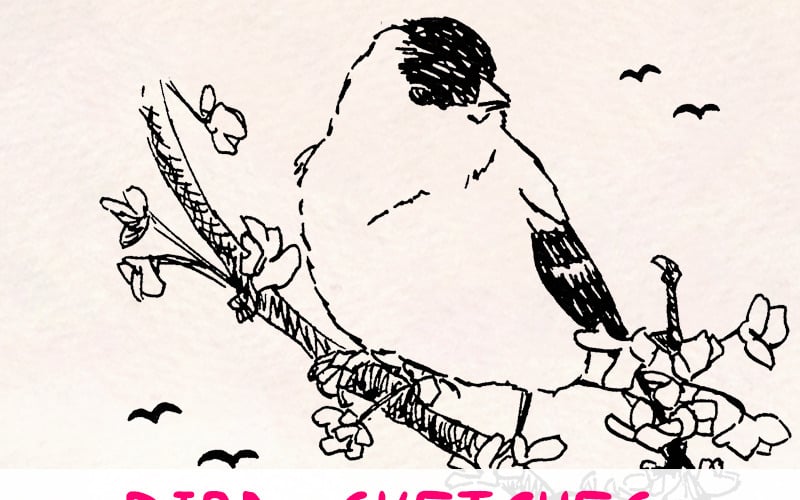 16 elementos de esboço de pássaros com tinta - corujas, patos e pássaros canoros - ilustração