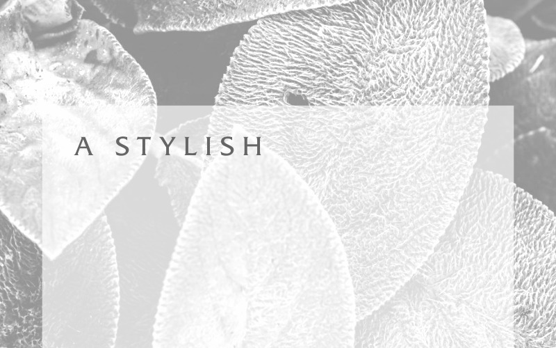 Download Шрифт "Carllis Font" / Carllis Font - Шрифт на тему графика beautiful bold brochure business card calligraphy classy clothing elegant flyer font glyph handwriting handwritten invitation light logo modern photography promotion