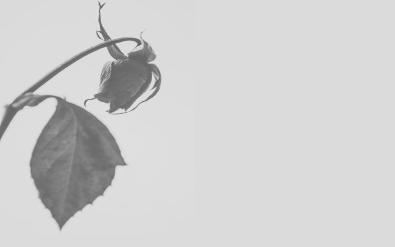 Download Шрифт "Lovic Font" / Lovic Font - Шрифт на тему графика beautiful bold brochure business card calligraphy casual classy clothing elegant flyer glyph handwriting handwritten invitation light logo modern photography restaurant