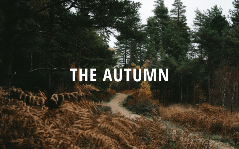 L'automne - Portfolio créatif | Modèle Drupal réactif